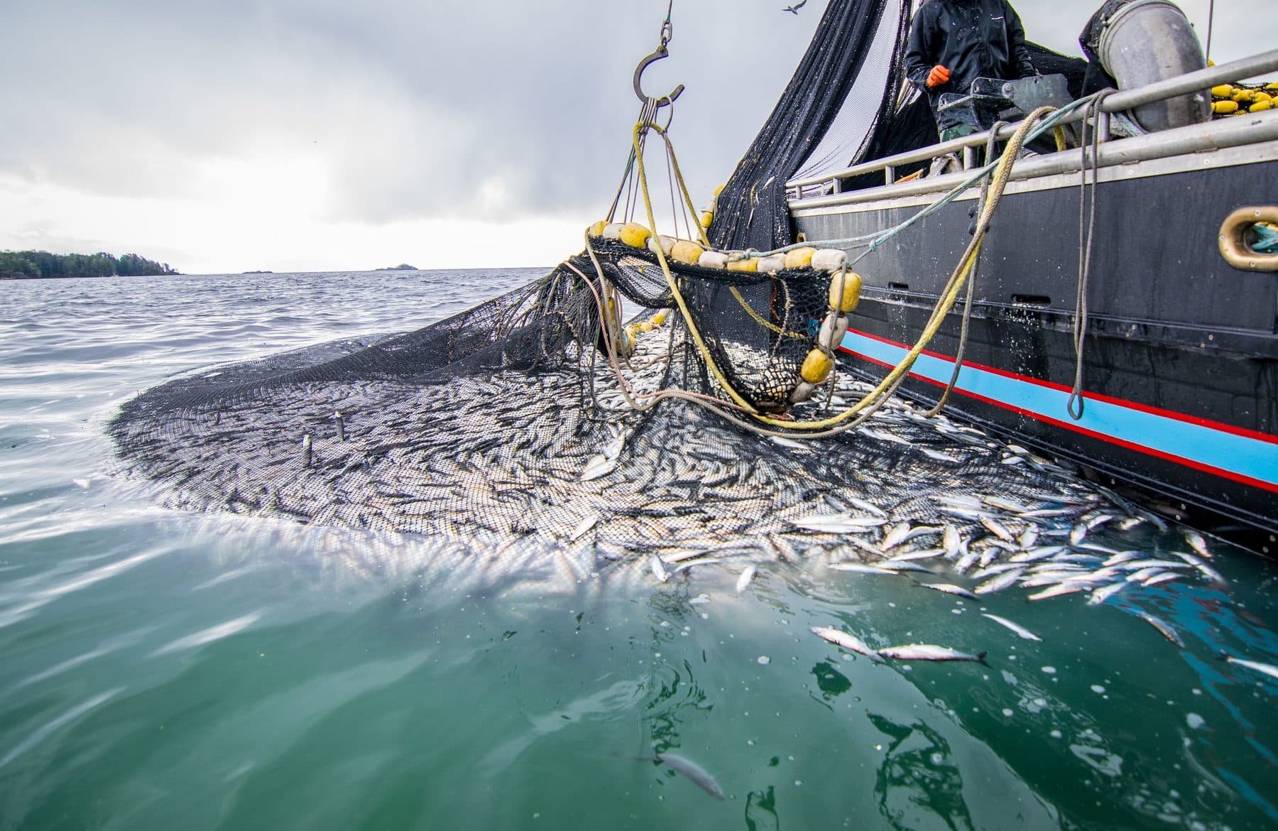Faena de pesca industrial con red cargada junto a una embarcación